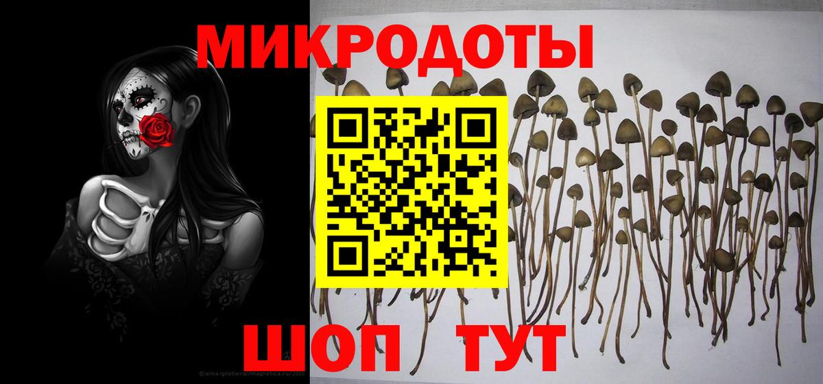 Псилоцибиновые грибы Cubensis Алейск